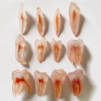 12個 歯内療法実習用透明模型歯 (3Dシミュレーションの歯のレプリカ)