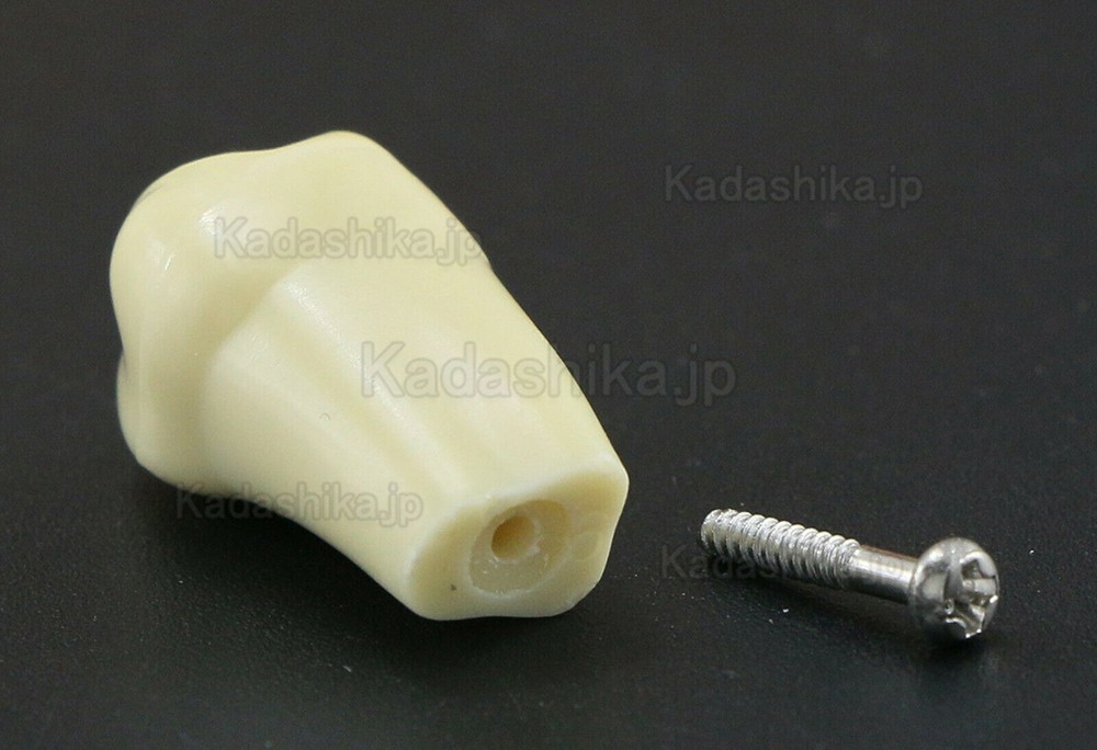 歯科標準修復実習用模型歯 32個交換用歯 Frasaco AG3タイプと互換性あり 歯科標準修復実習用模型歯 32個交換用歯 Frasaco AG3タイプと互換性あり
