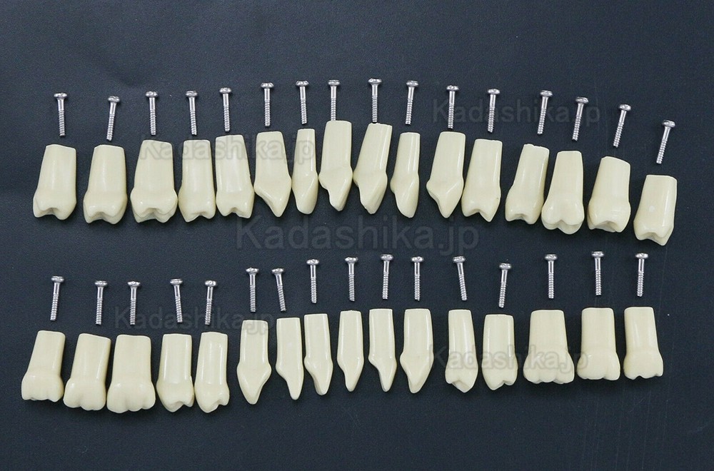 歯科標準修復実習用模型歯 32個交換用歯 Frasaco AG3タイプと互換性あり