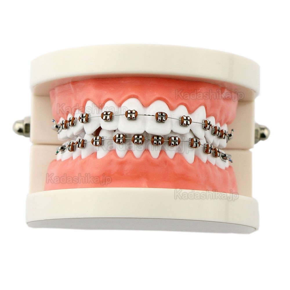 歯科 歯磨き指導顎模型（矯正）