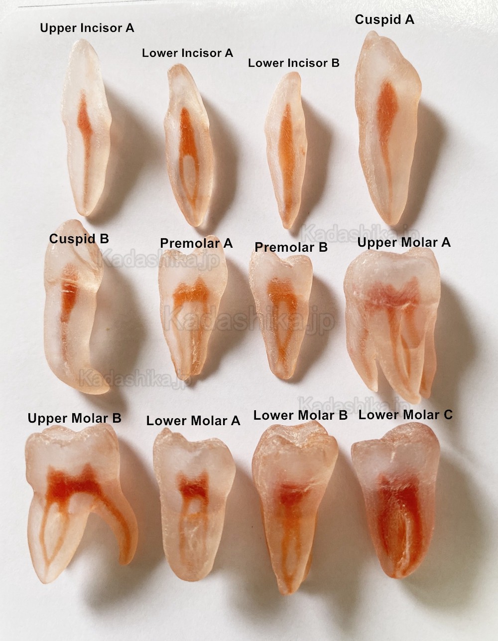 12個 歯内療法実習用透明模型歯 (3Dシミュレーションの歯のレプリカ)