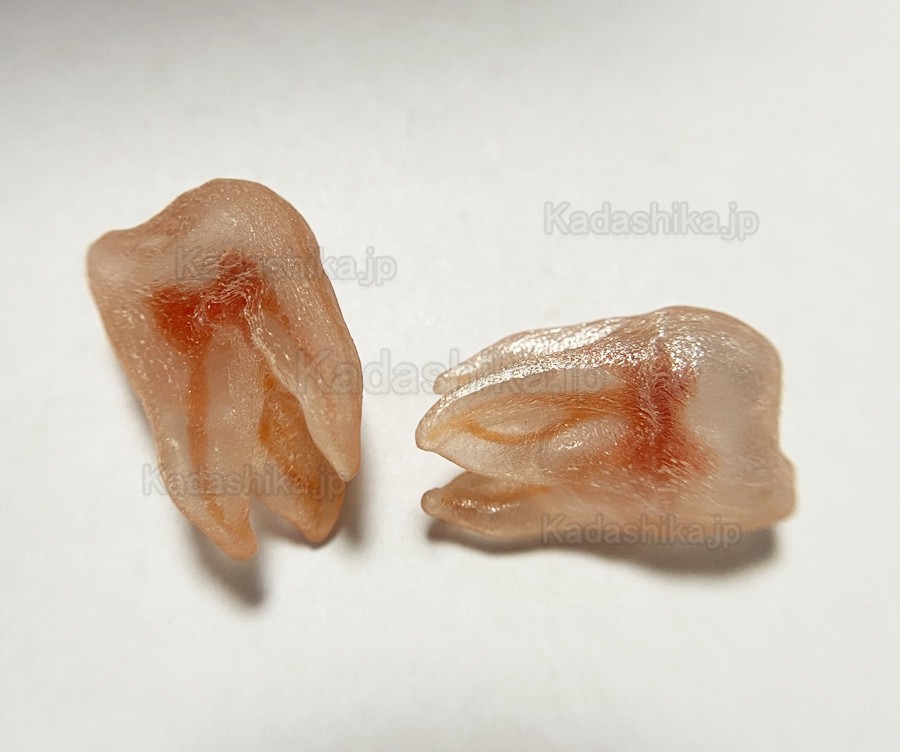 12個 歯内療法実習用透明模型歯 (3Dシミュレーションの歯のレプリカ) 12個 歯内療法実習用透明模型歯 (3Dシミュレーションの歯のレプリカ)