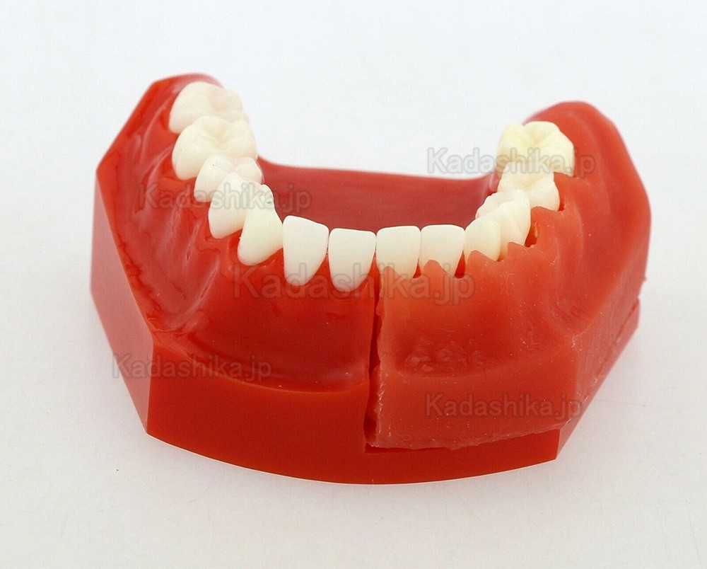 歯列発育顎模型 永久歯デモンストレーション模型 #4006