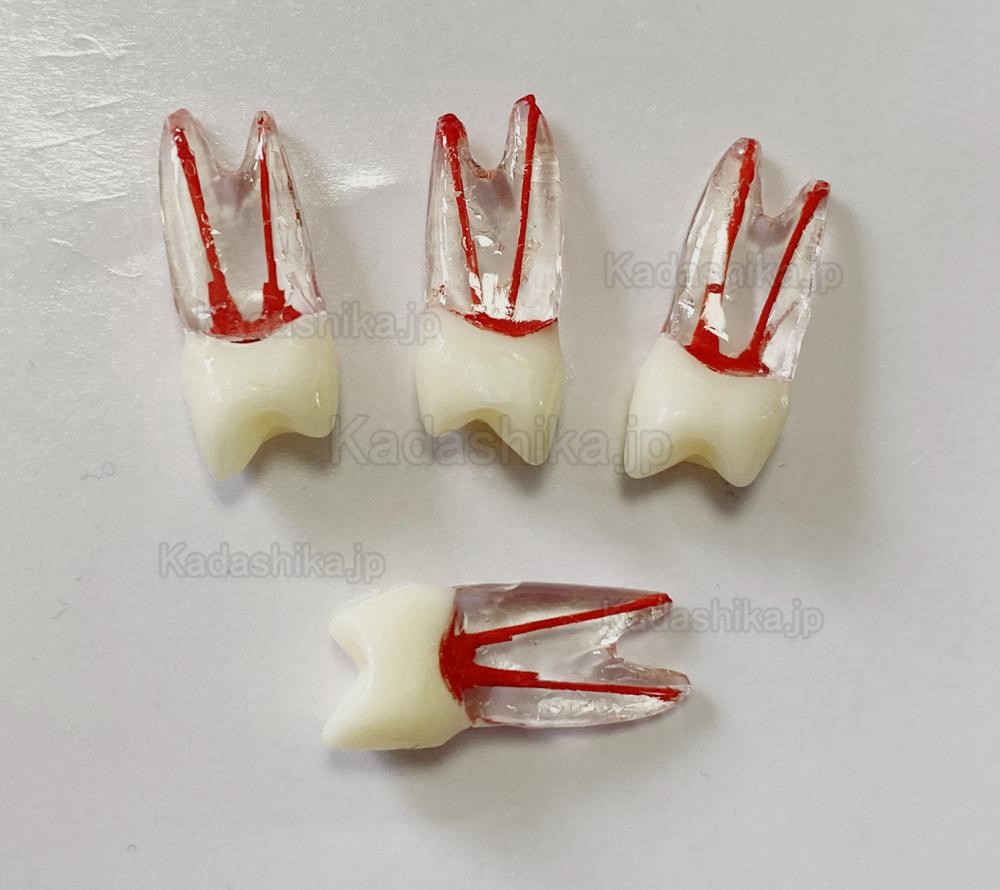 歯内療法実習用複製根2層模型歯 (臼歯上下歯 小臼歯 ルート2/3-根管)