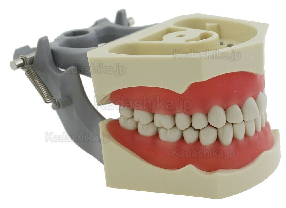 歯科補綴修復実習用顎模型 M8030 歯科模型 32個歯 Columbia 860と互換性があり
