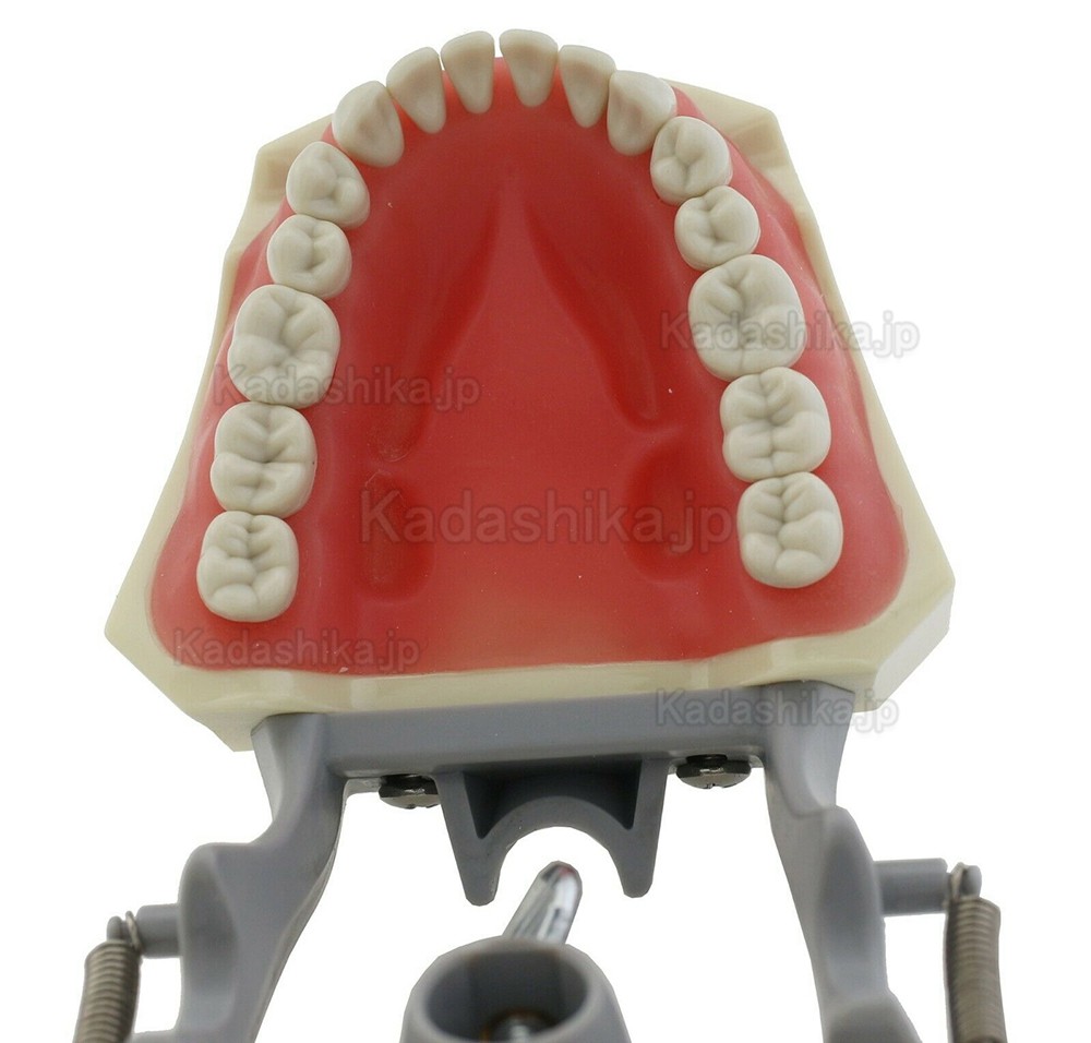 歯科補綴修復実習用顎模型 M8030 歯科模型 32個歯 Columbia 860と互換性があり