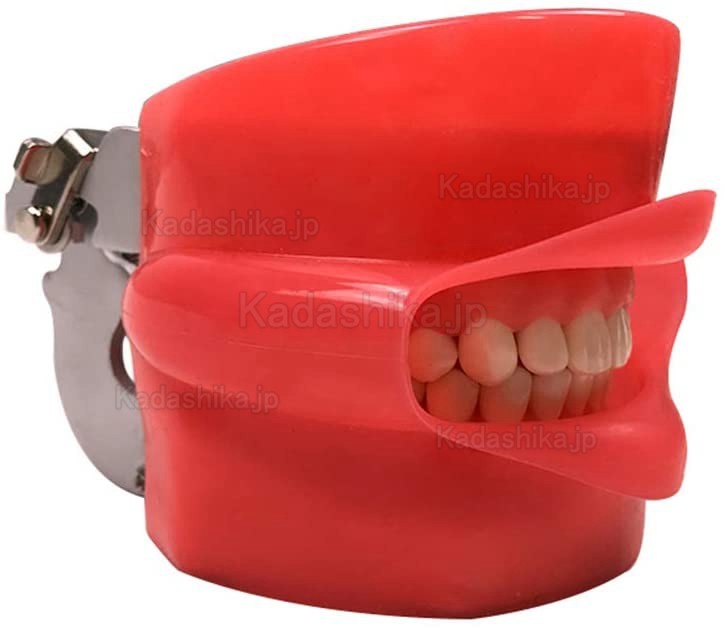 歯科ファントム シンプルマネキン (ニッシンと互換性あり)